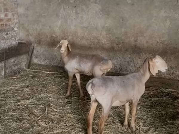 Brebis, Hissar sheep