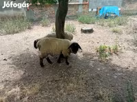 公羊, White Suffolk sheep — 照片 8