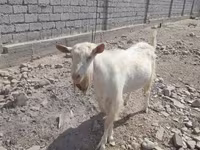 Kozioł, Saanen goat — zdjęcie 2