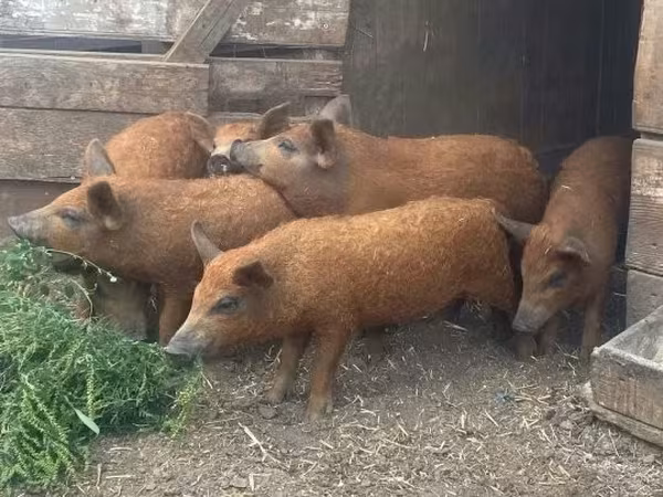 Porcs (lot, sexe non indiqué), 