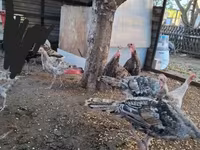 Turkeys — fotografija 2