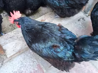 Australorp — fotografija 4