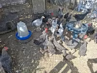 Chickens — fotografija 5