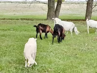 Коза, Saanen goat — фото 7