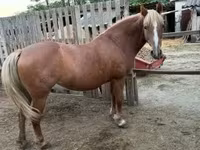 Kobila, Haflinger — fotografija 4