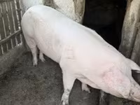 خنزيرة, Крупная белая — الصورة 7
