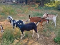 公山羊, Nubian Goat — 照片 1