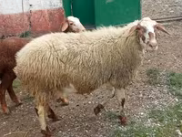Owca, Owce — zdjęcie 3