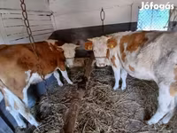 Kuh, Simmental cattle — Foto 3