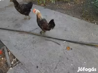 Chickens — الصورة 4