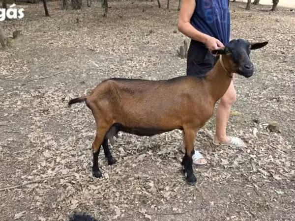 母山羊, Alpine goat