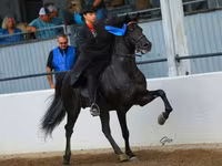 Pastuv, Rocky Mountain Horse — fotografija 4