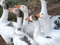 Geese — الصورة 1