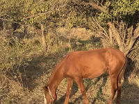 Pastuv, Tiger horse — fotografija 7