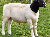 Ram, Beltex sheep — photo 1