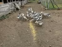 Geese — Foto 5