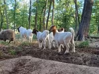 Bode, Boer goat — foto 5