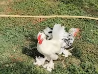 Chickens — photo 3
