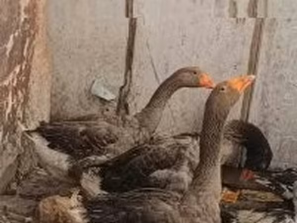 Geese — Hungria
