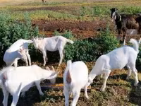 Cabra, Cabras — foto 2