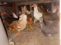 galinha dinamarquesa — foto 2