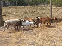 Ovelha, Cameroon sheep — foto 6