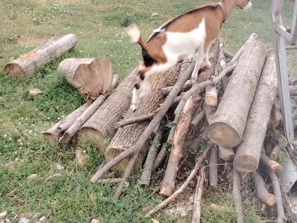 Koze (partija, pol nije naveden), Козе