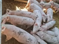 猪（批次，未指定性别）, Pigs — 照片 1