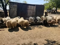 Qoç, Racka sheep — foto 5