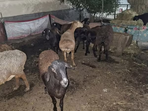 Bélier, Moutons