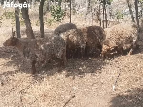 Carnero, Racka sheep