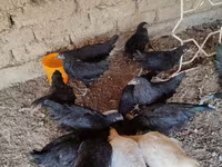 Australorp — fotografija 1