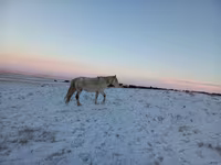 Kobila, Yakutian horse — fotografija 2