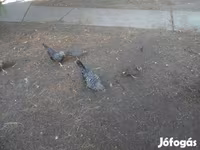 Japanisches Bantam — Foto 4