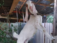 Козел, Kamori goats — фото 1