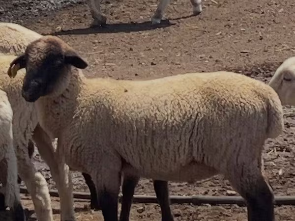 Ovan, Hampshire sheep