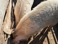 Sow, Pigs — photo 2