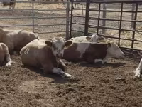 雄牛, Simmental cattle — 写真 2