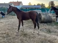 Hengst, Dutch warmblood horse — Foto 8