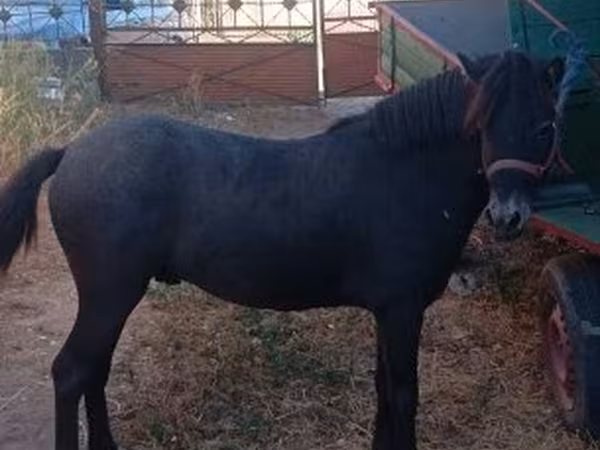 Caballo, Caballos