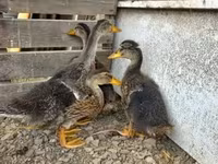Ducks — Foto 1