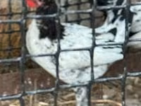 Chickens — fotografija 2