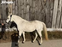 Kobila, Shagya — fotografija 5