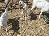 عنزة, Nubian Goat — الصورة 4