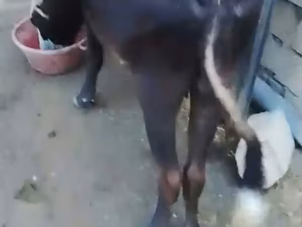 Vaca, Bovinos