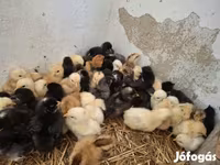 Chickens — fotografija 3