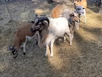 Baran, Cameroon sheep — zdjęcie 6
