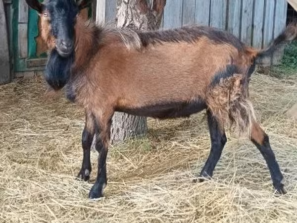 Boucs, Chèvres