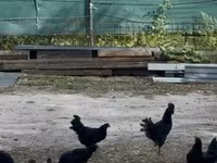 Ayam Cemani — zdjęcie 1