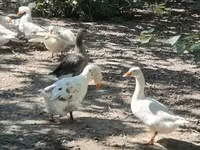 Geese — fotografija 5